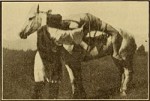 Mazeppa, Or The Wild Horse Of Tartary (1910) afişi