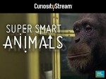 Super Smart Animals (2012) afişi