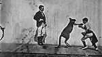 The Boxing Kangaroo (1896) afişi