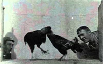 Cock Fight (1896) afişi Cock Fight (1896) afişi