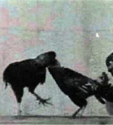 Cock Fight (1896) afişi