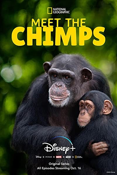 Meet The Chimps