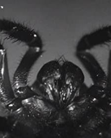 Microscopic Mysteries