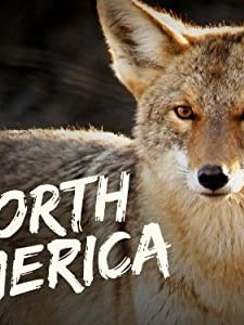 North America (2013) afişi