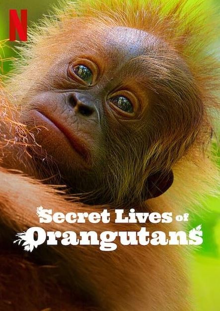 Orangutanların Gizli Yaşamı (2024) afişi Orangutanların Gizli Yaşamı (2024) afişi