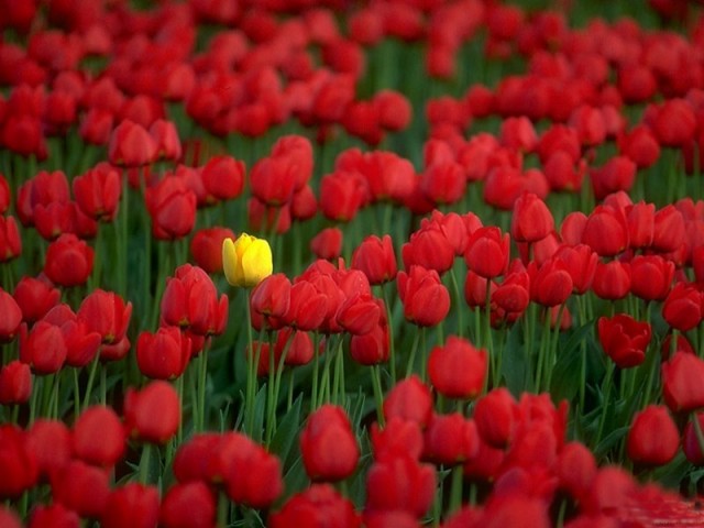 Ten-gu Fotoğrafı