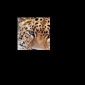 leopar09