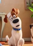 'Evcil Hayvanların Gizli Yaşamı 2' Animasyon Filminden Türkçe Dublajlı Fragman Geldi