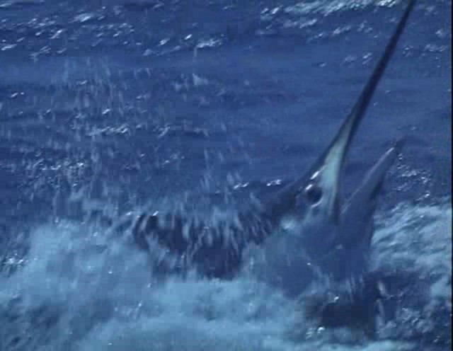 Yaşlı Adam ve Deniz fotoğrafı