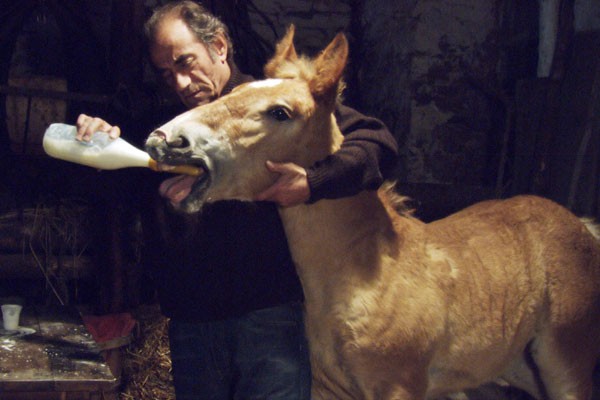 Pom, Le Poulain fotoğrafı