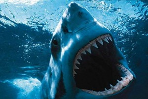 Jaws Fotoğrafı