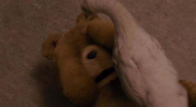 Ayı Teddy Fotoğrafı