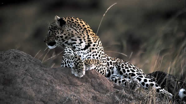 Big Cat Diary Fotoğrafı