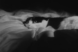 Gezgincilerin Gecesi fotoğrafı