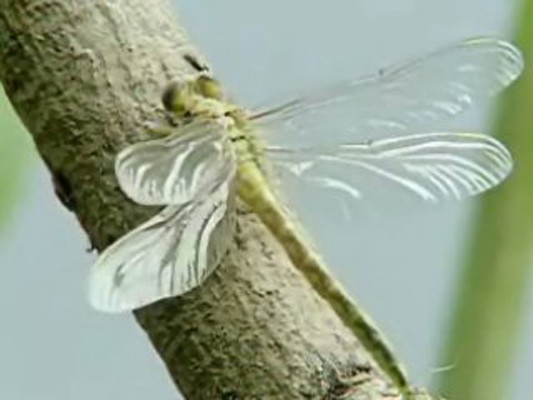 Hayat: Ağaçların Altındaki Böcekler Fotoğrafı