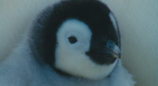 İmparatorun Yolculuğu Fotoğrafı