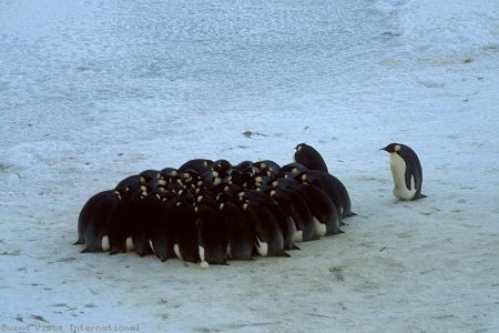 İmparatorun Yolculuğu Fotoğrafı