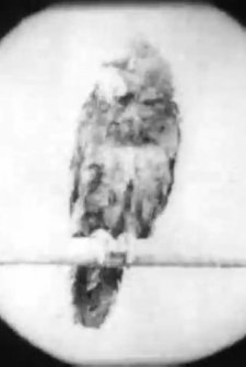 Grandpa's Reading Glass (1902) afişi