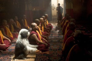 Bak Şu Köpeğe Fotoğrafı