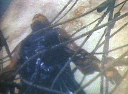 Beyaz Balina Fotoğrafı