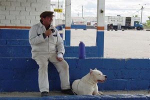 Bombon Köpek Fotoğrafı