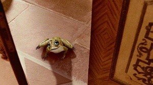 Der Froschkönig Fotoğrafı