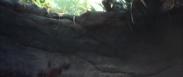 Doğal Kahramanlar Fotoğrafı