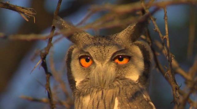 Vahşi Kedilerle Yaşam Fotoğrafı