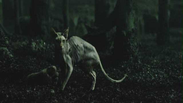 Tanrının Kitabı Fotoğrafı