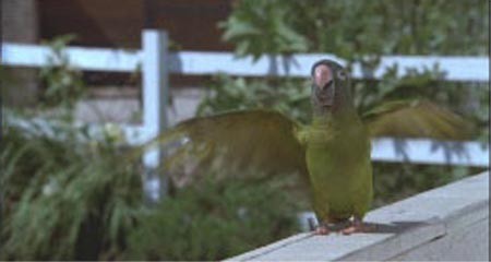 Geveze Papağan Paulie Fotoğrafı