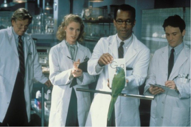 Geveze Papağan Paulie Fotoğrafı