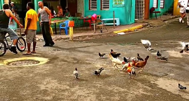 Falcon Rising Fotoğrafı