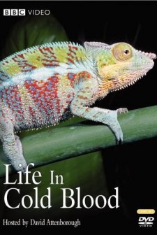 Soğuk Kanlı Yaşam (2008) afişi