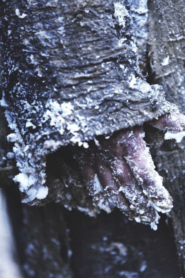 The Tiger Fotoğrafı