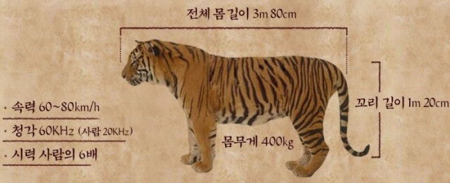 The Tiger Fotoğrafı