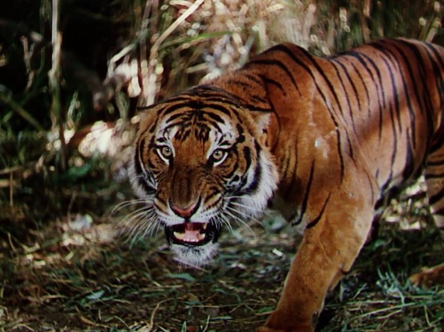 Ormanın Kitabı Fotoğrafı