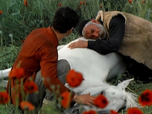 Dilek Ağacı fotoğrafı