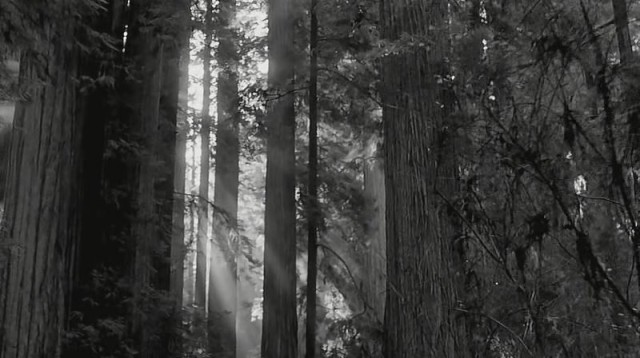 Ölü Adam Fotoğrafı