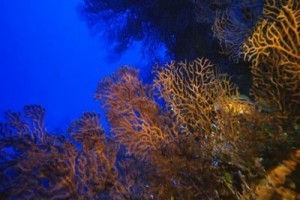 Under The Sea 3d fotoğrafı