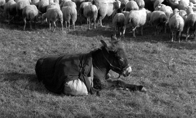 Rastgele Balthazar Fotoğrafı