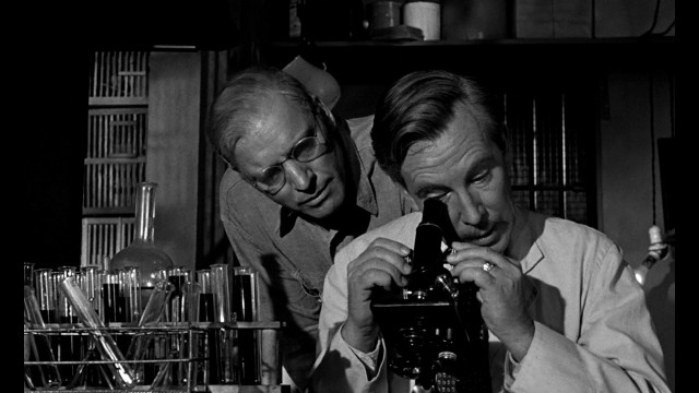 Alkatraz Kuşçusu fotoğrafı