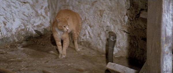 Kartalın Gölgesi Fotoğrafı