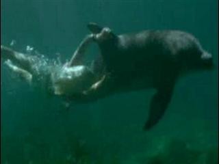 Eye Of The Dolphin Fotoğrafı