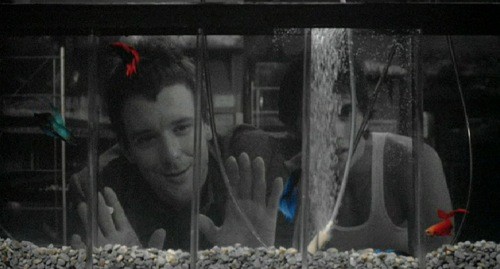 Siyam Balığı Fotoğrafı