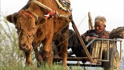 Yaşlı Ortak Fotoğrafı