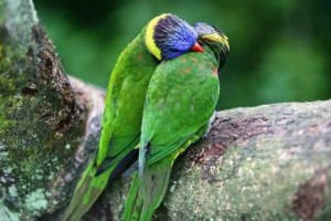 Aşıklar fotoğrafı