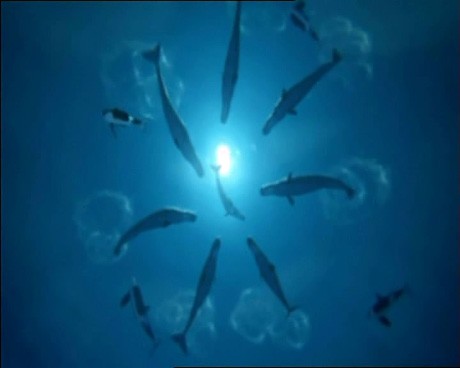 Ocean Odyssey Fotoğrafı