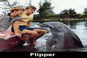 Flipper fotoğrafı