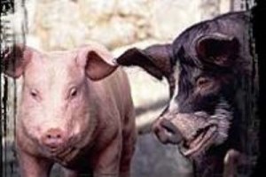 Hayvan Çiftliği Fotoğrafı