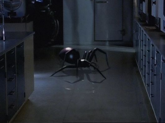 Buz Örümcekler Fotoğrafı